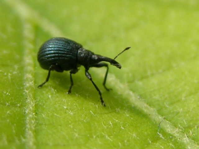 Geotrupidae (Anoplotrupes stercorosus)  e Holotrichapion pisi (Apionidae)